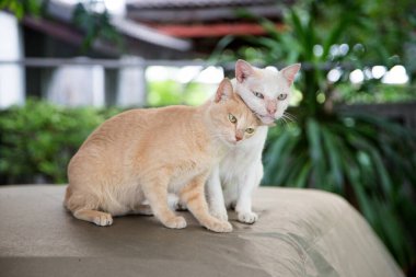 Güzel bir kedi öpme anı. Aşk konsepti olan sevimli memeli hayvan.