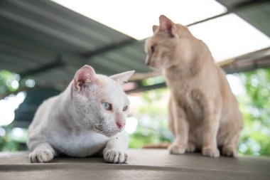 Güzel bir kedicik anı. Aşk konsepti olan sevimli memeli hayvan.