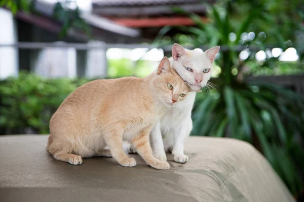 Härligt Ögonblick Kissekatt Söta Däggdjur Med Kärlek Koncept — Stockfoto