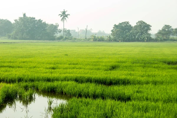 New Growth Green Rice Field Water Agriculture — Stock Photo, Image