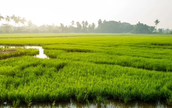 New Growth Green Rice Field Water Agriculture Landscape — Stock Photo, Image