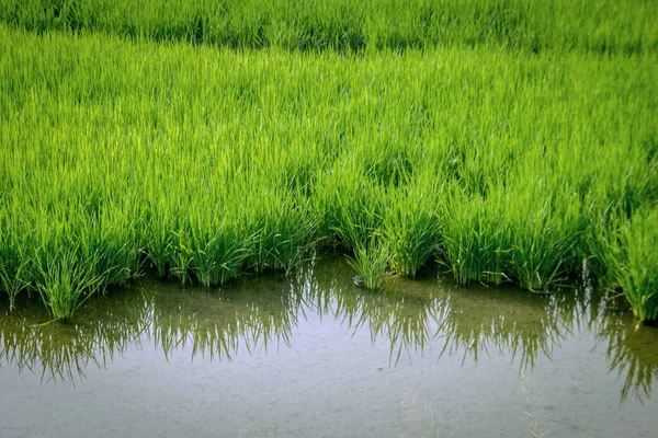 New Growth Green Rice Field Water Agriculture — Stock Photo, Image