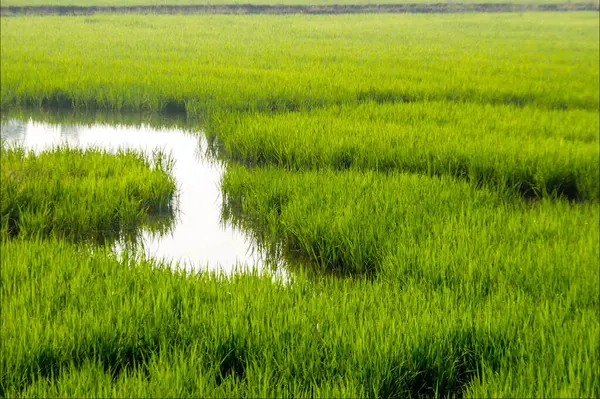 Novo Crescimento Arroz Verde Campo Com Água Para Paisagem Agrícola — Fotografia de Stock