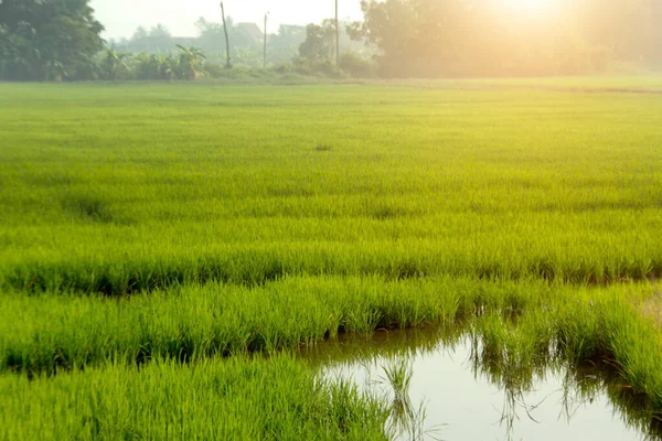 Novo Crescimento Arroz Verde Campo Com Água Para Agricultura — Fotografia de Stock