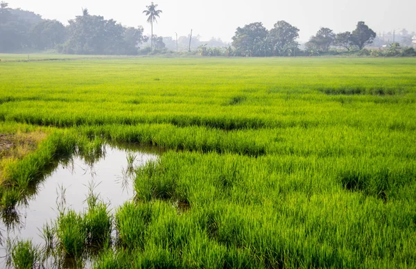 Tillväxt Grönt Ris Fältet Med Vatten För Jordbruk Landskap — Stockfoto
