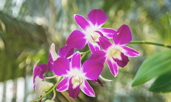 Cerca Encima Flor Púrpura Orquídea Jardín — Foto de Stock