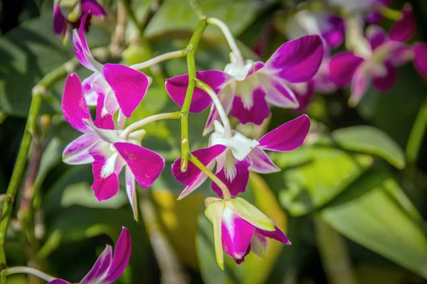 Cerca Encima Flor Púrpura Orquídea Jardín — Foto de Stock