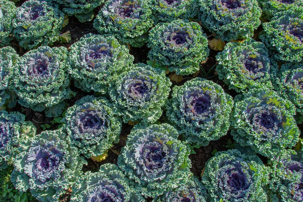 Campo Agricultura Vegetal Orgánica Granja Cercana Para Fabricación Plantas Gmo — Foto de Stock