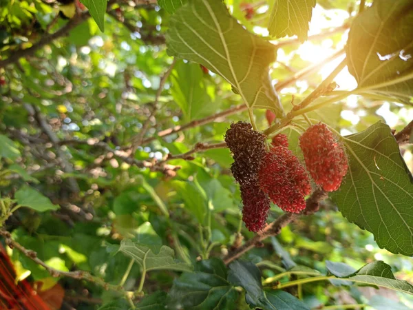 Menutup Pohon Murbei Hitam Dan Merah Segar Musim Panen — Stok Foto