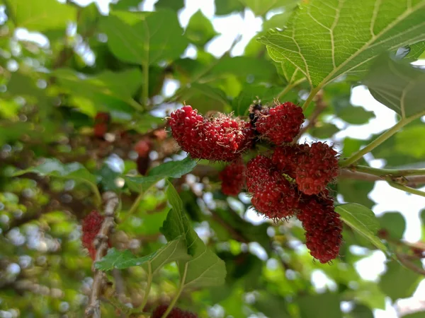 Cerca Morera Fresca Negra Roja Árbol Temporada Cosecha — Foto de Stock