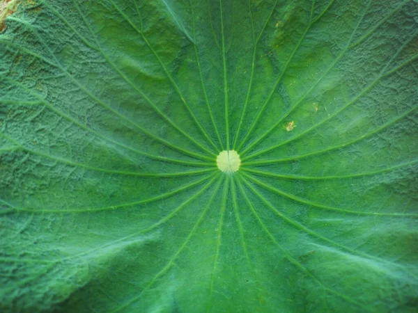 Nahaufnahme Schuss Grünes Lotusblatt Für Hintergrund — Stockfoto