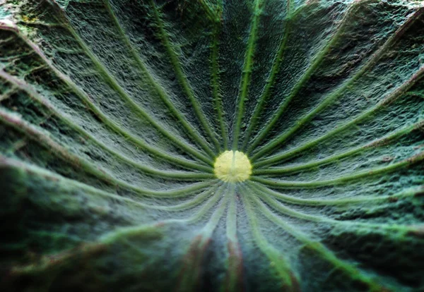 Nahaufnahme Schuss Grünes Lotusblatt Für Hintergrund — Stockfoto