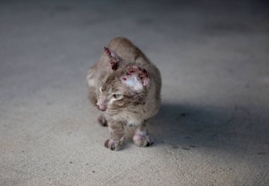 Sokaktaki küçük ve zayıf sokak kedilerine sempati duyuyorlar. Köpekle uğraştıktan sonra