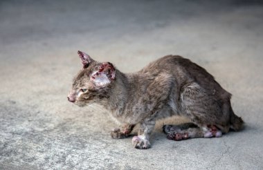 Sokakta kanlı küçük ve ince sokak kedisi sempatizanı.