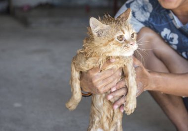 Evcil hayvan konseptinde insan banyosu yapan kedi. Güzel bir ıslak kedi resmi.