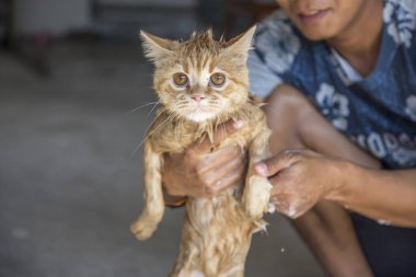 Hunman 'ın banyo saatinde gelen tatlı ıslak kedi.