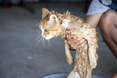 Hunman 'ın banyo saatinde gelen tatlı ıslak kedi.