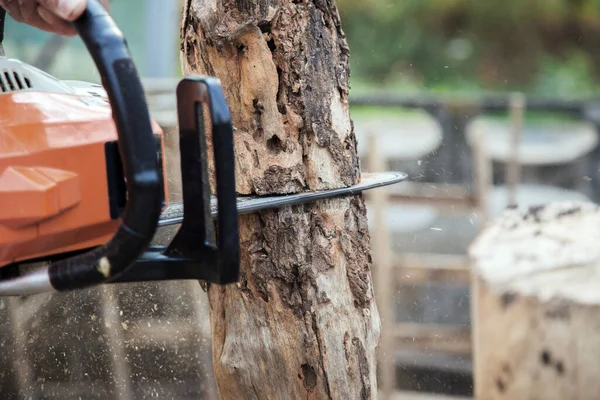 Cuttung Wood Chainsaw Engine Log Forest — Stock Photo, Image