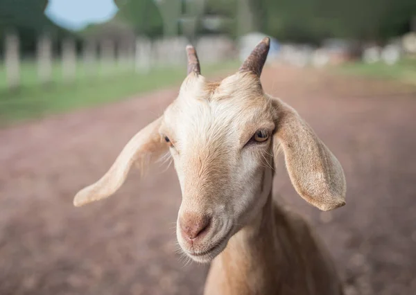Ziraat Çiftliğindeki Mutlu Keçinin Kahverengi Kafasını Kapat — Stok fotoğraf