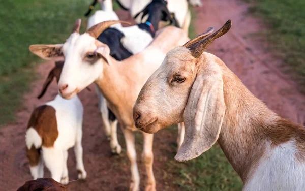 Groupe Chèvres Moutons Dans Exploitation Agricole — Photo