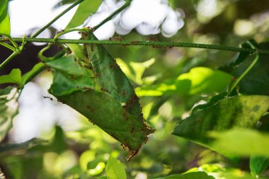 Yeşil yaprak topu siyah karınca yuvası. Güzel doğa hayatı
