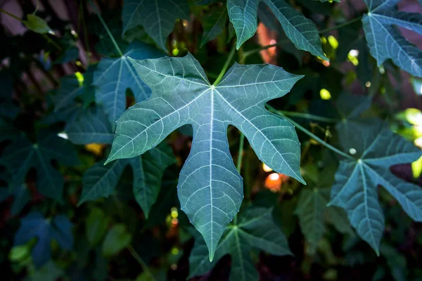 green papaya leaf beautiful pattern of botany