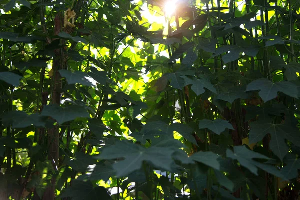 Yeşil Papaya Yaprağı Güzel Botanik Deseni — Stok fotoğraf