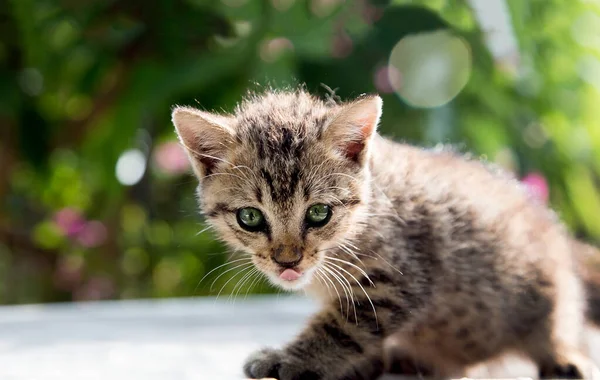 Whisker Cat Have Predator Race Instinct Concept Standing Top Mountain — Stock Photo, Image
