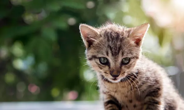 Whisker Cat Have Predator Race Instinct Concept Standing Top Mountain — Stock Photo, Image