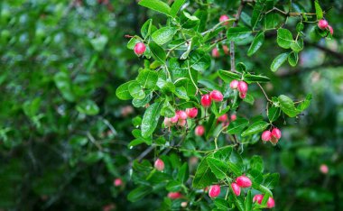 Tarımda hasat mevsimi için bahçedeki ağaçtaki taze yeşil kireç meyveleri