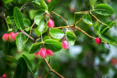 taze bengal akıntısı ya da bahçede İsa 'nın dikenli meyveleri