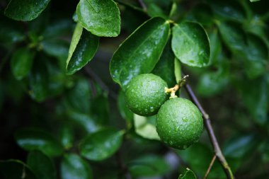 Tarımda hasat mevsimi için bahçedeki ağaçtaki taze yeşil kireç meyveleri 