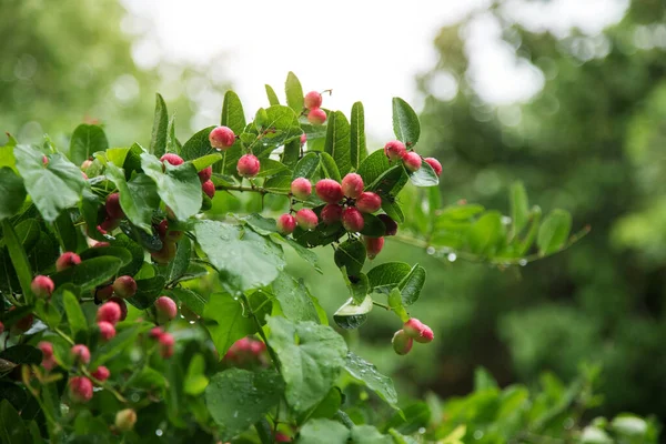 Segar Bengal Saat Ini Atau Kristus Thorn Nutrisi Buah Buahan — Stok Foto