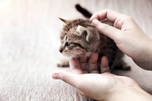 human take care of adorable whisker cat in friendly pet concept