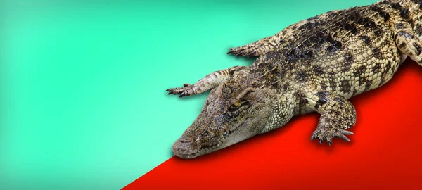 Close Shot Van Krokodil Retile Dier Achtergrond Banner Grootte Inclusief — Stockfoto