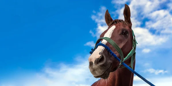 Close Testa Cavallo Con Corda Gioco Sport Corsa Cielo Bakground — Foto Stock