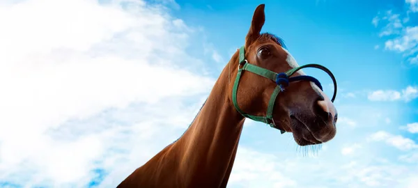Fiducioso Cavallo Corsa Testa Goto Pista Corsa Cielo Blu Con — Foto Stock