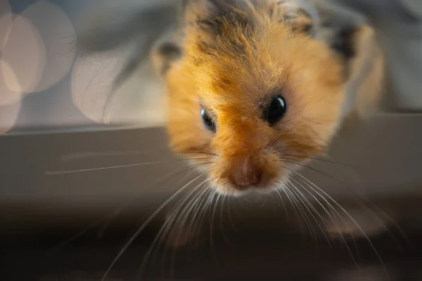 Bulanık ışıklı arka planda, uzun beyaz bıyıklı hamster.