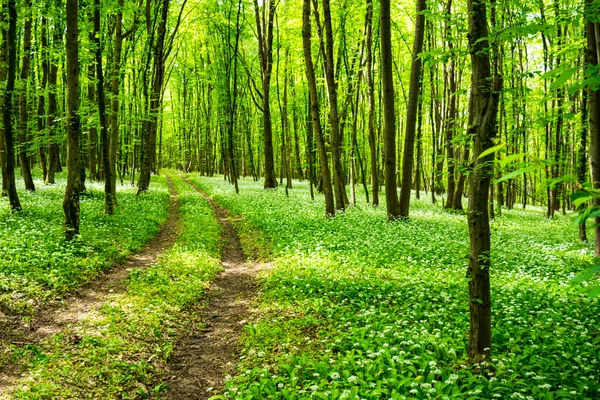 Ormanın içinden geçen yol. Bahar zamanı genç yeşil orman. Güneş ışığı. Deniz şakayığı nemorosa çiçeği her yerde bir halı gibi, ağaçların altında bir halı..