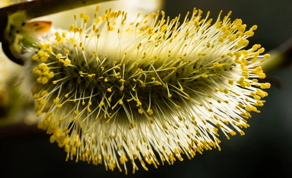 Ağlayan söğüt çiçekleri. Sarı çiçekte salya