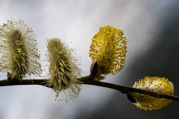 Ağlayan söğüt çiçekleri. Sarı çiçekte salya