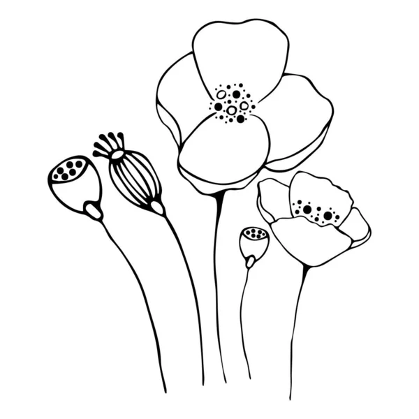 Una colección de ilustraciones para dibujar una flor de amapola. Para el diseño de dibujos, logotipos, plantillas, pancartas, carteles, invitaciones y tarjetas de felicitación.Esquema negro en estilo Doodle en un aislado — Archivo Imágenes Vectoriales