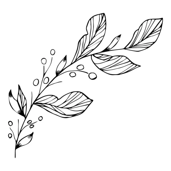 Böğürtlenli bir bitkinin vektör çizimi, Doodle tarzında botanik bir element. İzole edilmiş beyaz bir arka planda siyah bir çizgi. Kitaplar, kağıt, kumaş, kartpostallar için kullanılabilir.