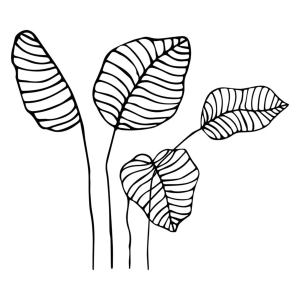 Ilustración vectorial de un conjunto de hojas de una planta tropical al estilo Doodle. Esquema negro sobre un fondo blanco aislado. Se puede utilizar para papel, tela, textiles, pancartas, postales — Vector de stock