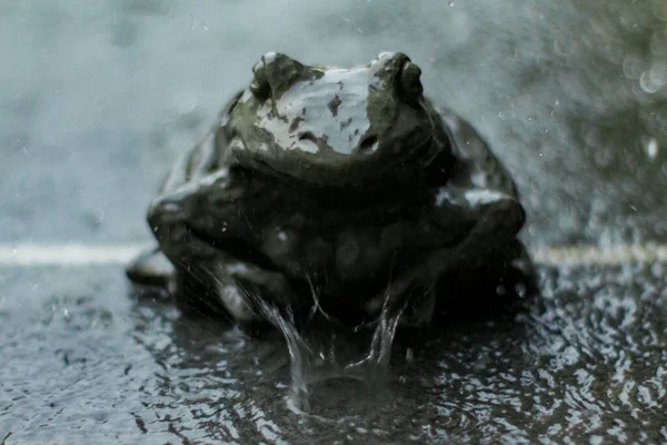 Closup High Speed Image Frog Figure Water Drop Mid Splash — стоковое фото