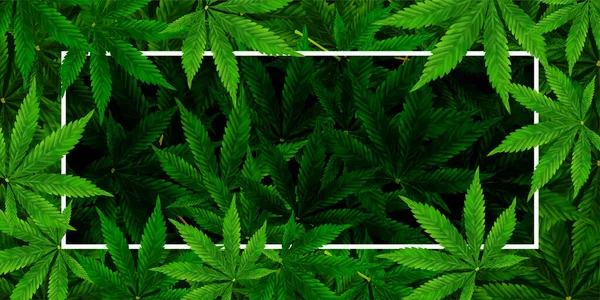 Marijuana Atau Latar Belakang Cannabis Leaf Ilustrasi Vektor Realistis Dari - Stok Vektor