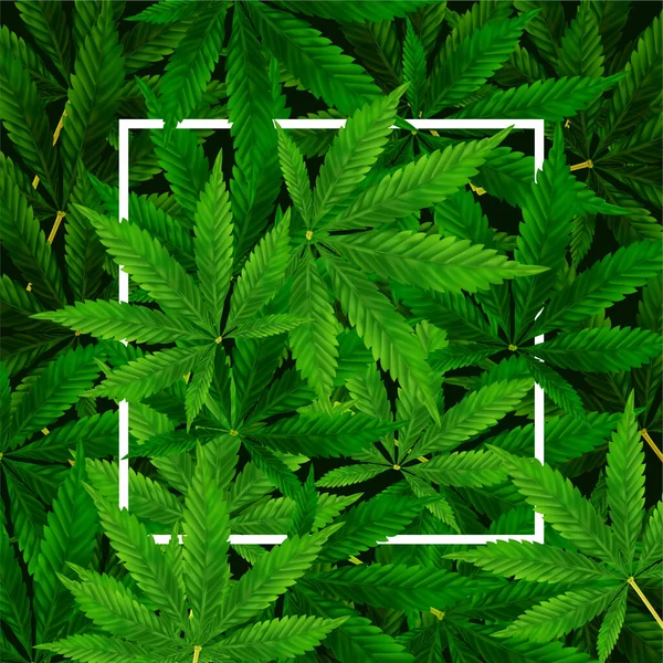 Marijuana Atau Latar Belakang Cannabis Leaf Ilustrasi Vektor Realistis - Stok Vektor