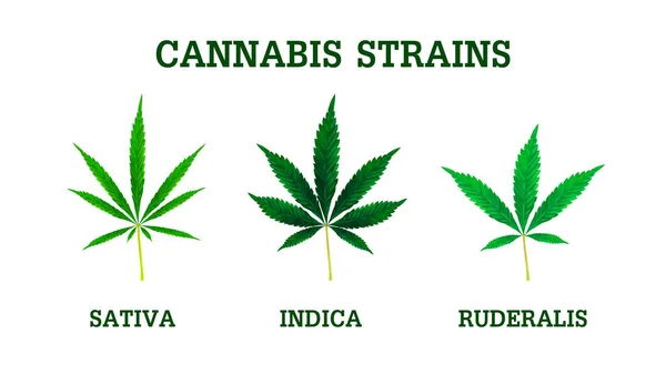 Galur Cannabis Sativa Indica Dan Ruderalis Daun Ilustrasi Vektor Realistis - Stok Vektor