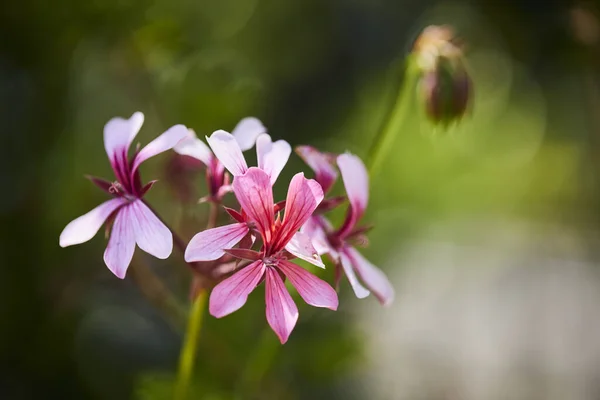マラガの庭を通して見事な色彩とはっきりとしたブレのある花のマクロ写真 ロイヤリティフリーのストック画像