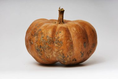 Beyaz arka planda güzel ve büyük balkabağı